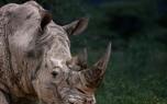 Anti-poaching patrol