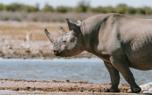 Community conservation
