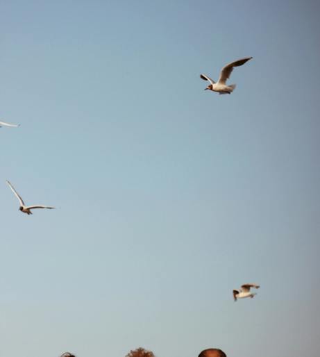 Wildlife watching holidays overview