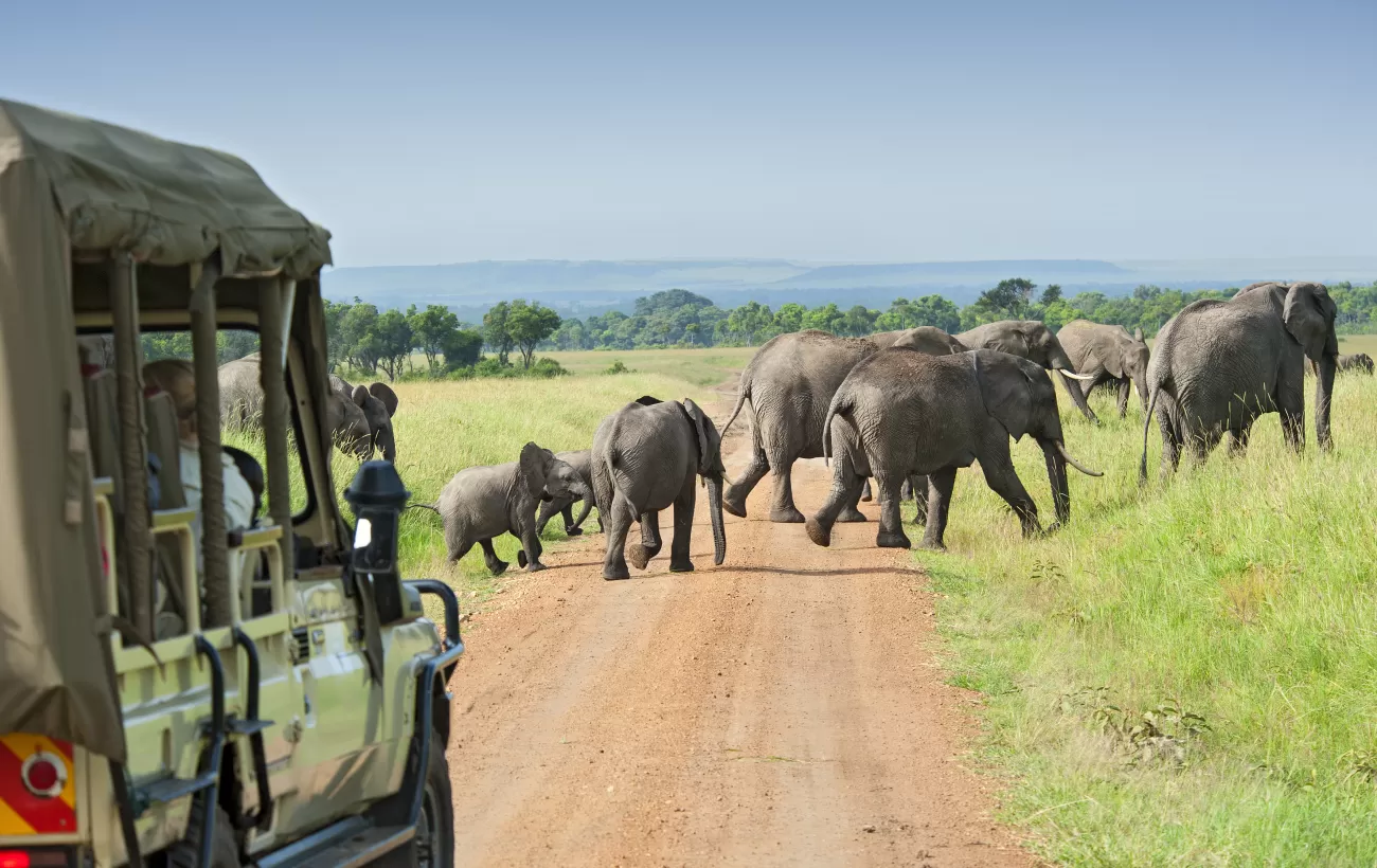 Wildlife watching holidays