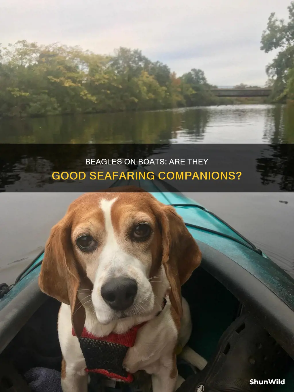 are beagles good boat dogs