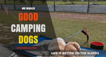 Beagles as Camping Companions: Pros, Cons, and Tips for Outdoor Adventures