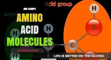 Exploring the Science: Are Camps Amino Acid Molecules?