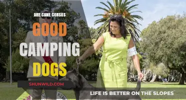 Cane Corsos as Camping Companions: Pros, Cons, and Tips