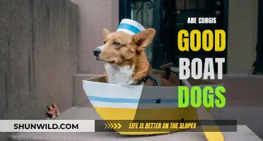 Corgis on a Boat: Good Idea or Not?