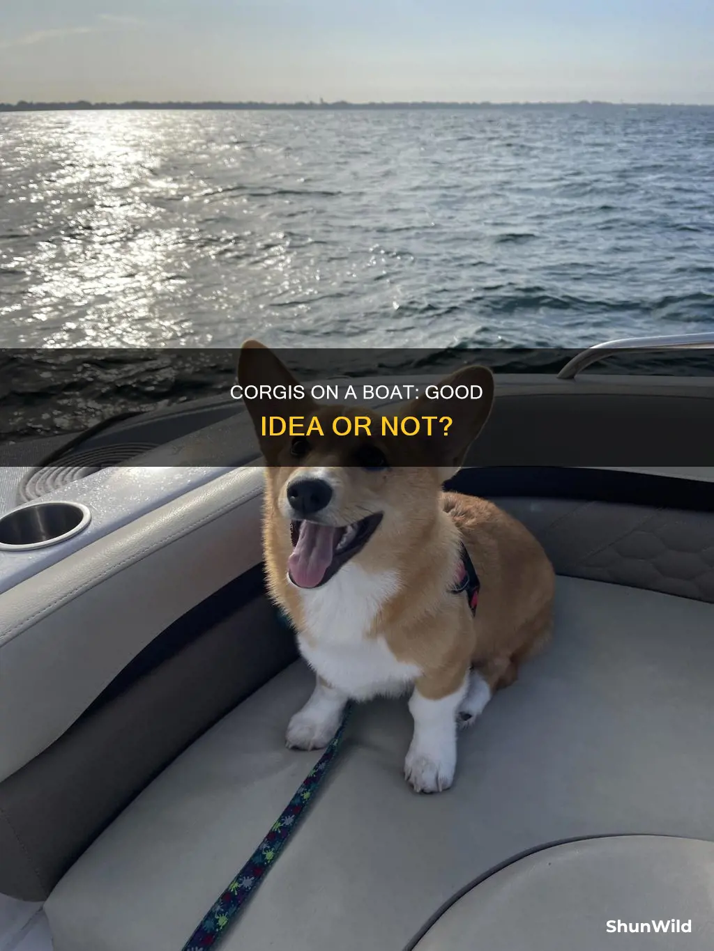 are corgis good boat dogs