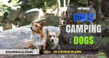 Corgis and Camping: Are These Adorable Dogs Outdoor Adventure Ready?