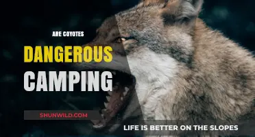 Coyote Safety Tips: Are Coyotes a Camping Danger?