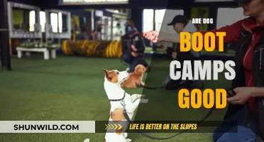 Dog Boot Camps: Effective Training or Unnecessary Stress?