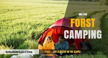 Ultimate Guide to Safe and Fun Forest Camping Adventures