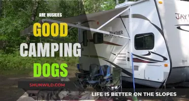 Huskies as Camping Companions: Pros, Cons, and Tips for Success