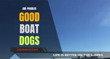 Poodles on Boats: Good Idea or Not?