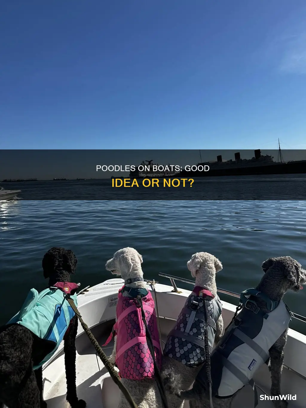 are poodles good boat dogs