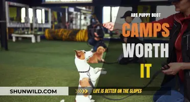 Puppy Boot Camps: Effective Training or Waste of Money?