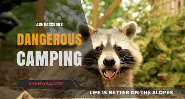 Are Raccoons Dangerous When Camping? Essential Safety Tips for Campers