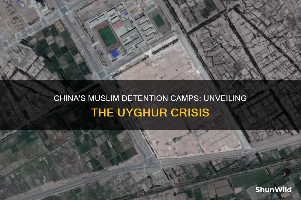 are s million muslims in chinz in concentration of camps