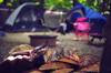 camping