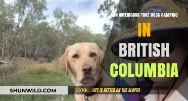 Camping with Dogs in BC: A Guide for American Pet Owners
