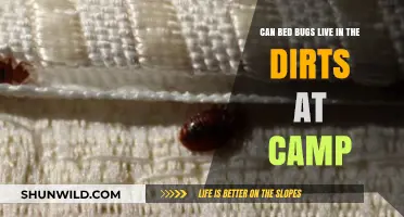 Can Bed Bugs Survive in Campsite Soil? Facts and Prevention Tips