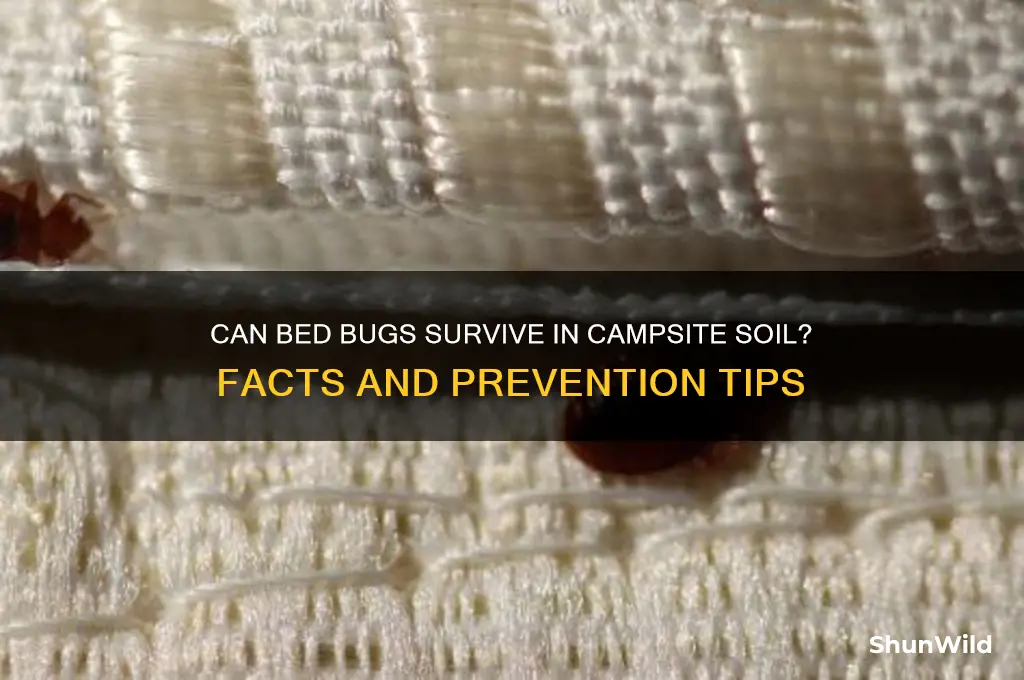 can bed bugs live in the dirts at camp