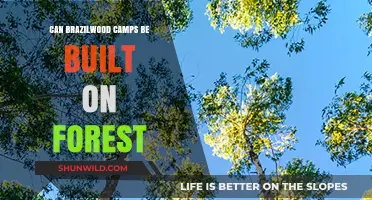 Building Brazilwood Camps in Forests: Environmental Impact and Sustainability