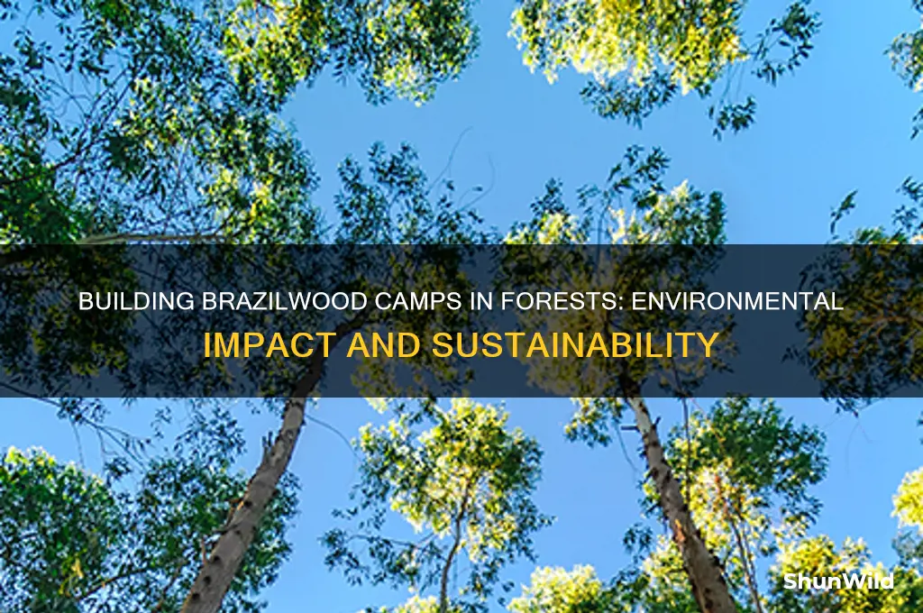can brazilwood camps be built on forest