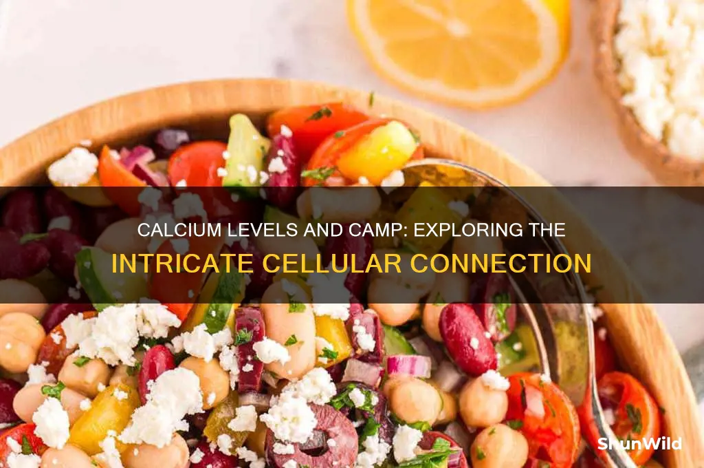 can calcium levels influence camp