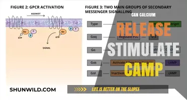 Calcium Release and cAMP: Exploring the Intricate Cellular Signaling Link