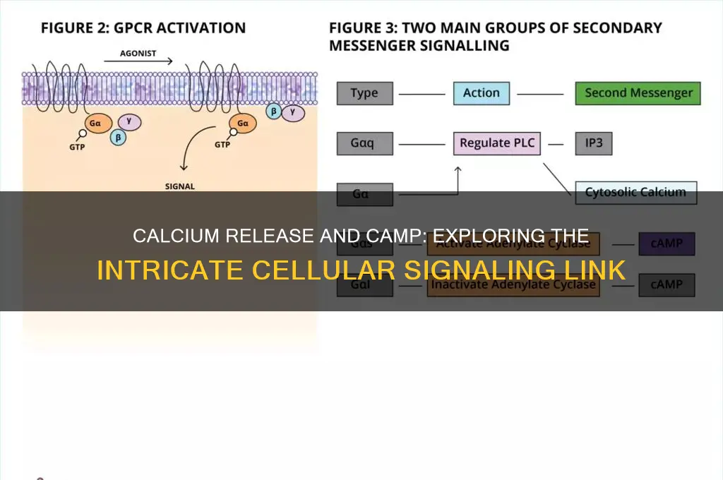can calcium release stimulate camp