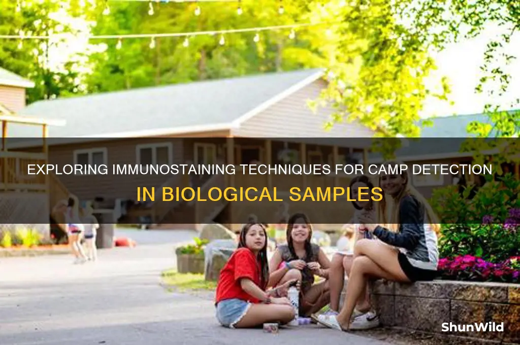 can camp be immunostained