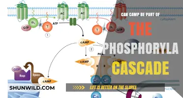Exploring Camp's Role in Phosphorylation Cascade Signaling Pathways