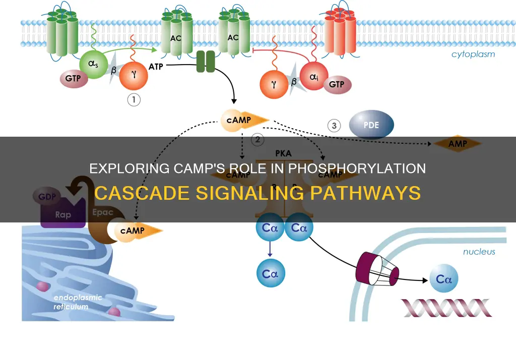 can camp be part of the phosphorylation cascade