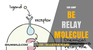 Exploring the Role of Camp as a Relay Molecule in Biology