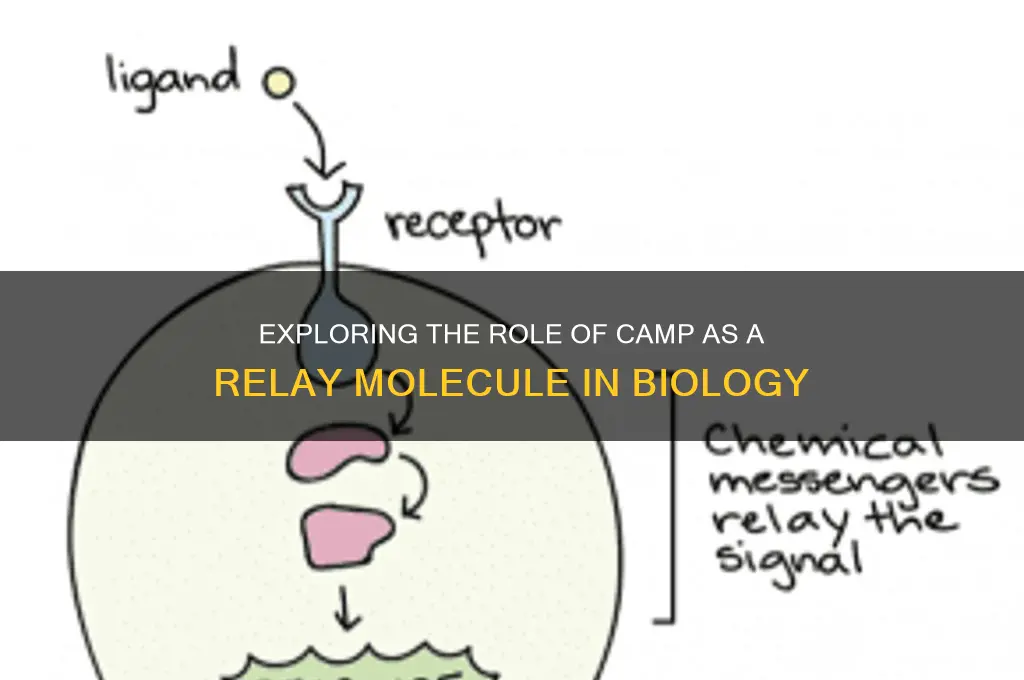 can camp be relay molecule