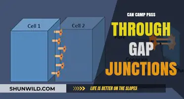 Can Camp Molecules Traverse Through Gap Junctions? Exploring Cellular Communication