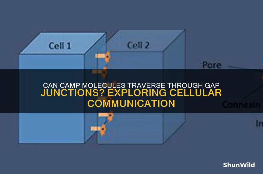 can camp pass through gap junctions