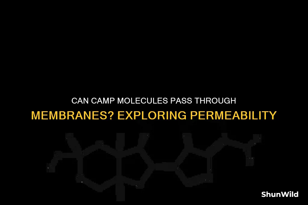 can camp pass through membrane