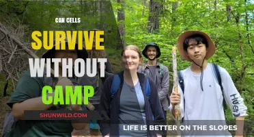 Cell Survival Without cAMP: Exploring the Limits of Cellular Resilience