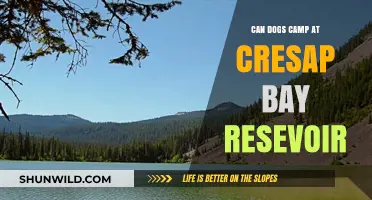 Can Dogs Camp at Cresap Bay Reservoir? Rules and Tips