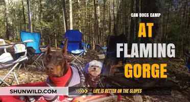 Can Dogs Camp at Flaming Gorge? A Pet-Friendly Guide