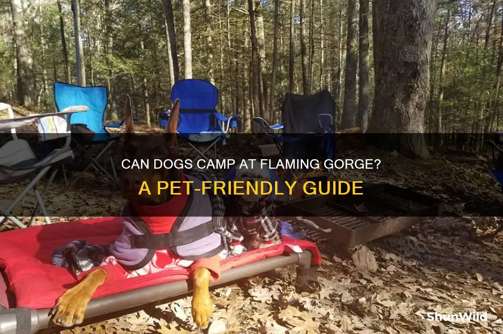 can dogs camp at flaming gorge