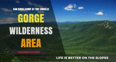 Can Dogs Camp at Linville Gorge Wilderness Area? Rules Explained