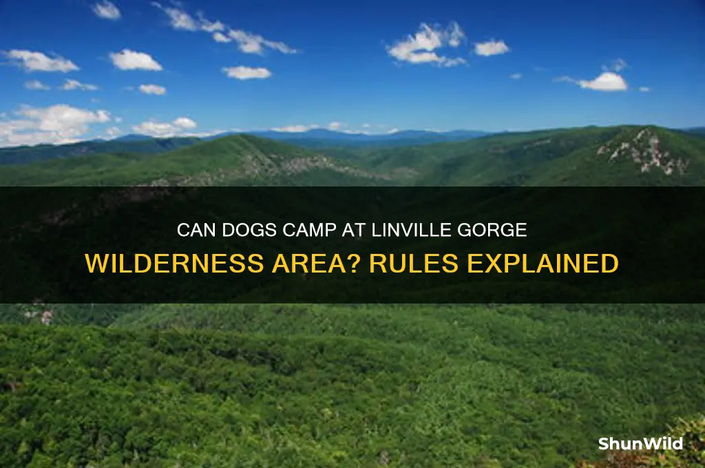 can dogs camp at the linville gorge wilderness area