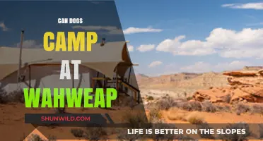 Can Dogs Camp at Wahweap? Pet-Friendly Camping Guide