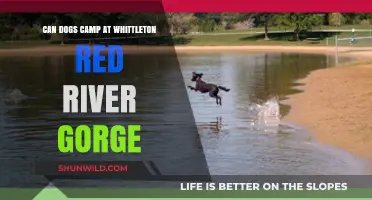 Can Dogs Camp at Whittleton Red River Gorge? A Guide