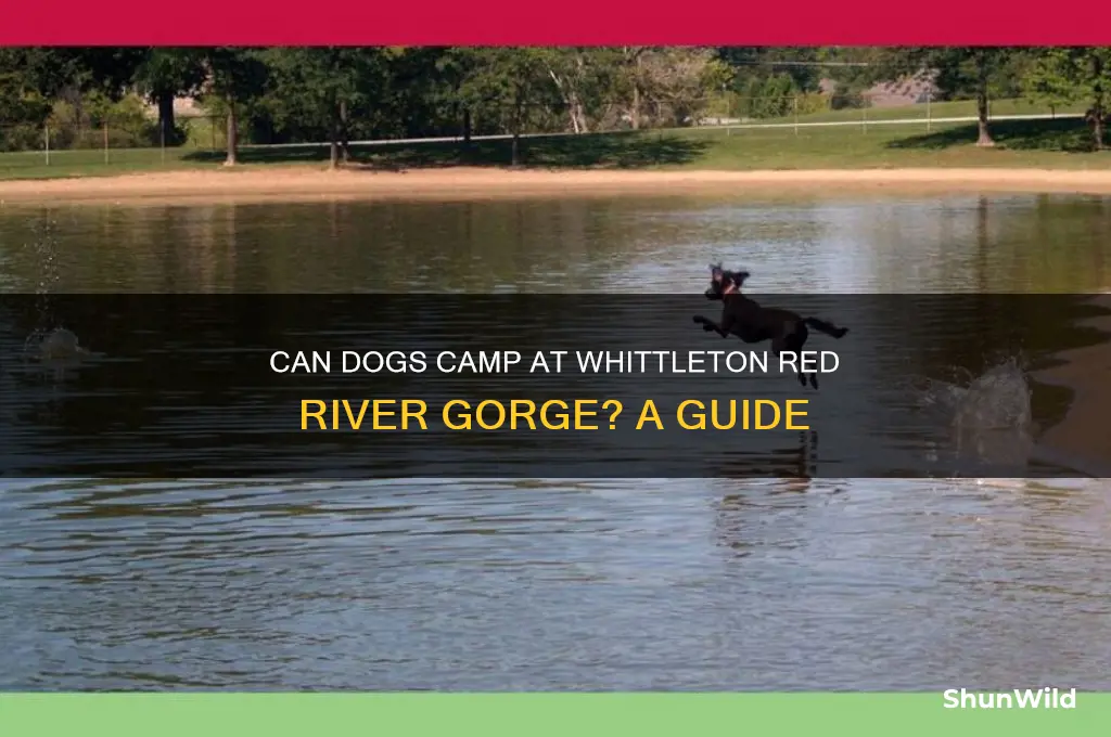 can dogs camp at whittleton red river gorge