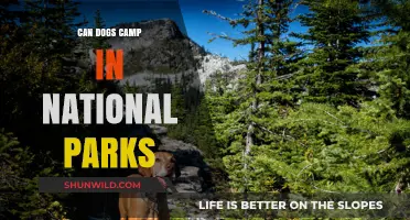 Can Dogs Camp in National Parks? Rules and Tips for Pet-Friendly Adventures