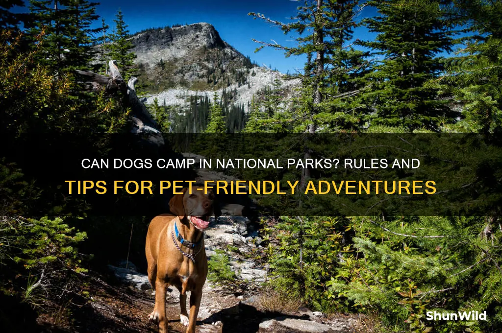 can dogs camp in national parks