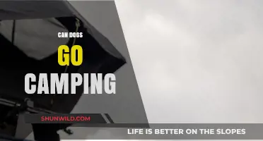 Can Dogs Go Camping? Tips for a Paw-some Outdoor Adventure
