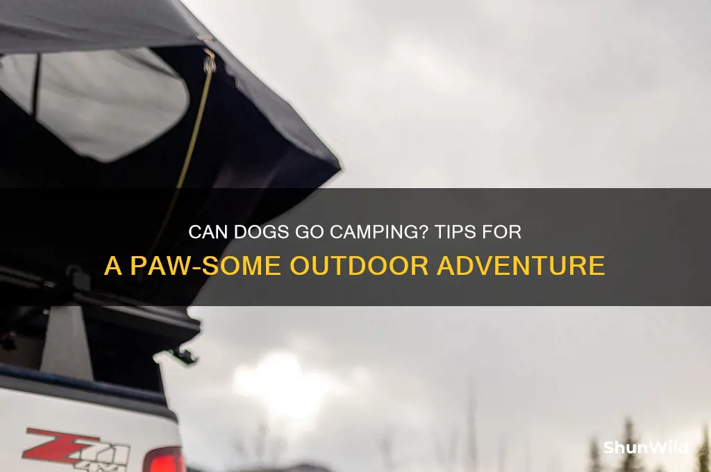 can dogs go camping